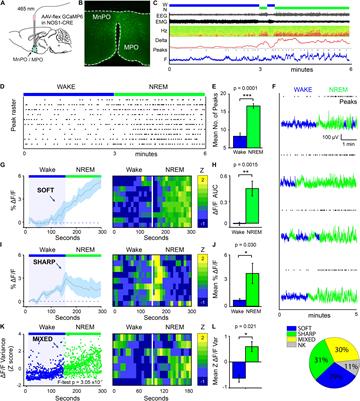 Nitric Oxide Synthase Neurons in the Preoptic Hypothalamus Are NREM and REM Sleep-Active and Lower Body Temperature